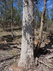 Eucalyptus albens