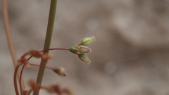 Eriogonum trichopes