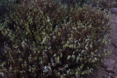 Ambrosia cordifolia