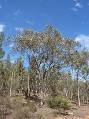 Eucalyptus albens