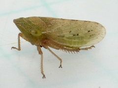 Aphrodes