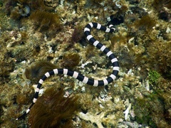 Laticauda saintgironsi