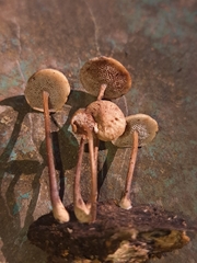 Filoboletus