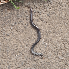 Gymnophiona
