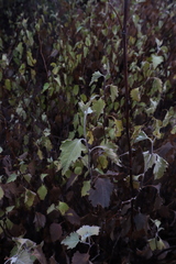 Ambrosia cordifolia