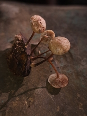 Filoboletus