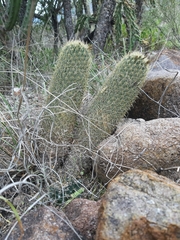 Coryphantha erecta