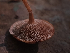 Filoboletus