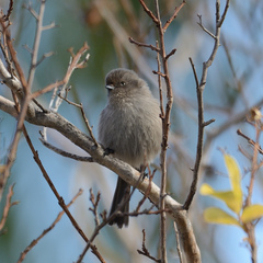 Psaltriparus minimus