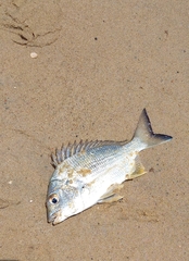 Acanthopagrus australis