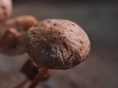 Filoboletus