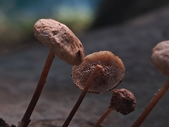 Filoboletus