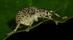 Cydianerus latruncularius