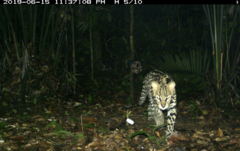 Leopardus pardalis mitis