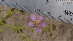 Fagonia pachyacantha