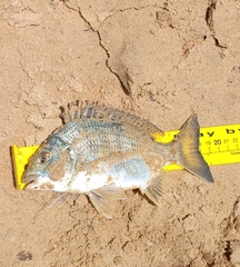 Acanthopagrus australis