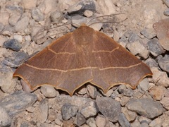Tetracis