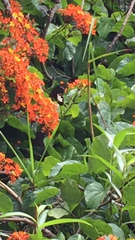 Papilio nephelus annulus