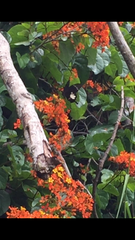 Papilio nephelus annulus