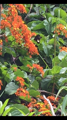 Papilio nephelus annulus