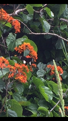 Papilio nephelus annulus