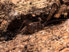 Pleioplectron simplex