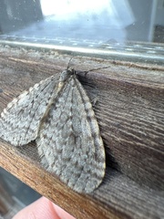 Operophtera occidentalis