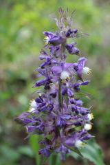 Thyrsanthemum floribundum