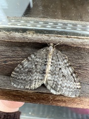 Operophtera occidentalis