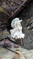 Favolus brasiliensis