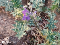 Solanum virginianum