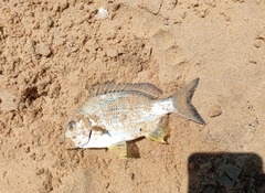 Acanthopagrus australis