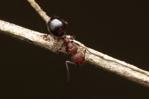 Dolichoderus reflexusDolichoderus reflexus