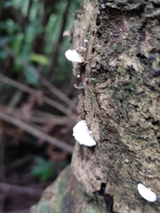 Panellus pusillus