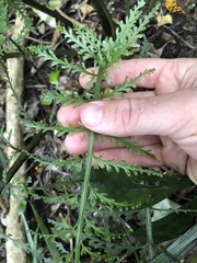 Asplenium bulbiferum