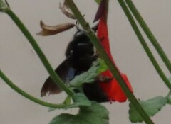 Xylocopa strandi