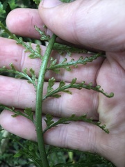 Asplenium bulbiferum