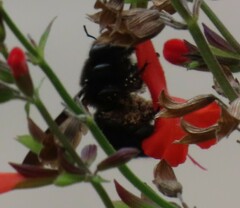 Xylocopa strandi