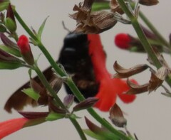 Xylocopa strandi