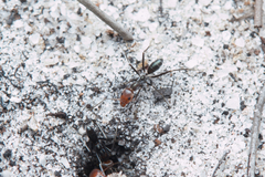 Iridomyrmex rubriceps