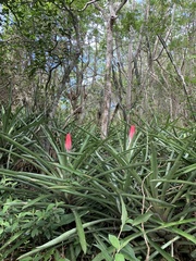 Quesnelia quesneliana