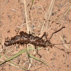 Anisomorpha buprestoides