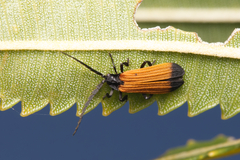 Synchonnus clientulus