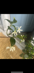 Trachelospermum jasminoides