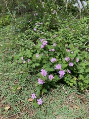 Lantana fucata