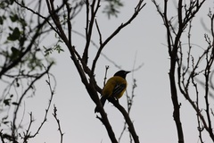 Icterus graduacauda