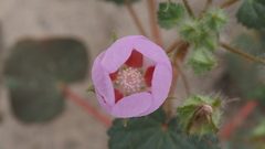 Eremalche rotundifolia