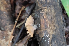Xylaria flabelliformis