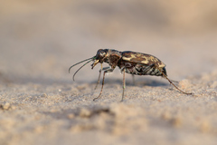 Cylindera apiata