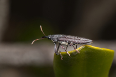 Rhinotia
